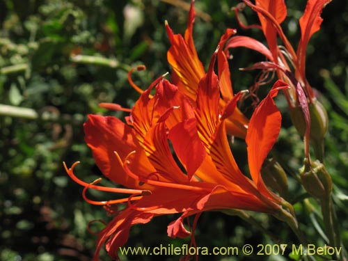 Image of Alstroemeria aurea (). Click to enlarge parts of image.