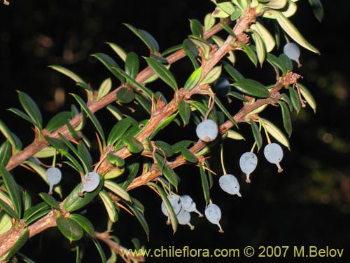 Image of Berberis trigona (Calafate / Michay). Click to enlarge parts of image.