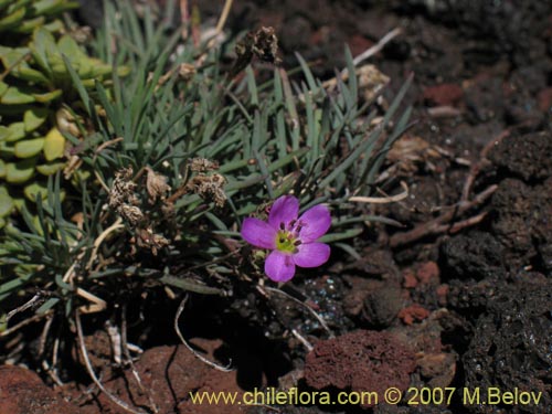 Portulacaceae sp. #1760的照片