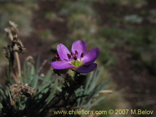 Portulacaceae sp. #1760的照片