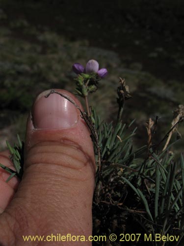 Portulacaceae sp. #1760的照片