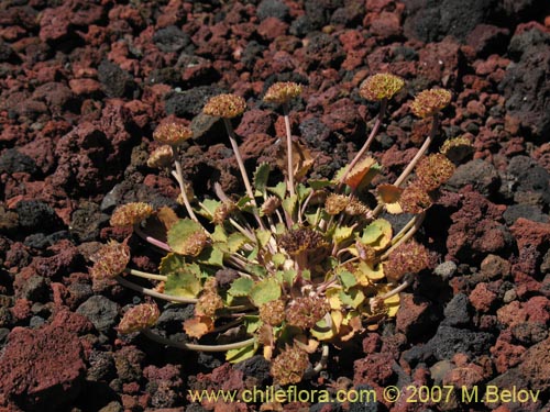 Bild von Pozoa volcanica (Anislao volcanica). Klicken Sie, um den Ausschnitt zu vergrössern.