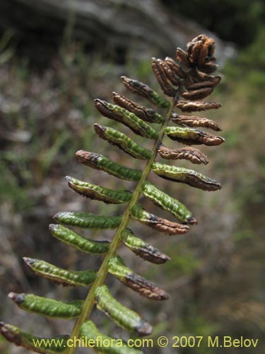 Image of Blechnum penna-marina (). Click to enlarge parts of image.