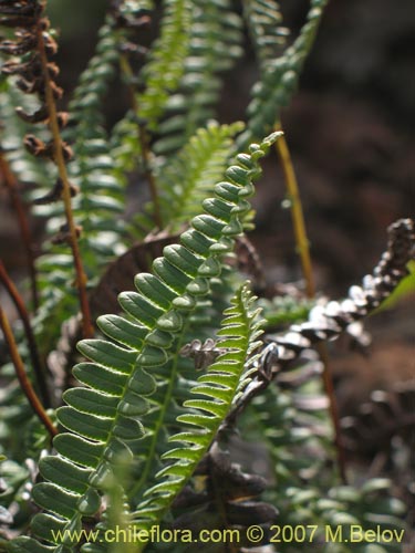 Image of Blechnum penna-marina (). Click to enlarge parts of image.