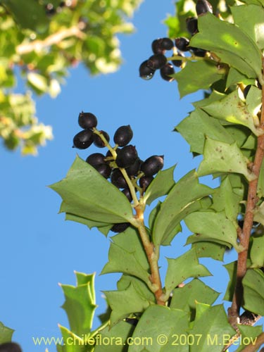 Bild von Griselinia jodinifolia (Tribillo). Klicken Sie, um den Ausschnitt zu vergrössern.