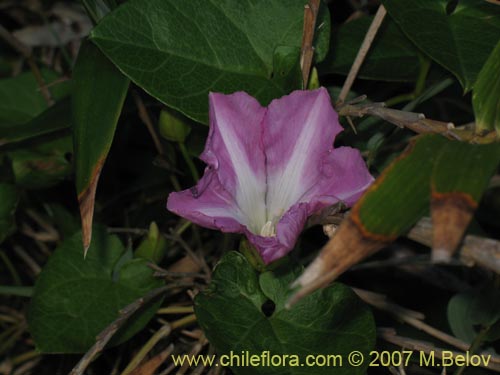 Image of Calystegia soldanella
(L.) (Campanilla de playa / Correhuela). Click to enlarge parts of image.