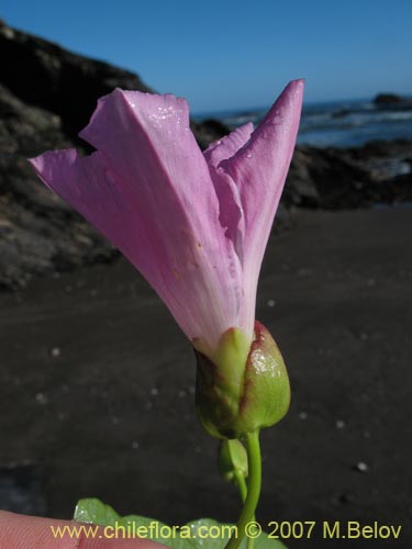 Calystegia soldanella
(L.)的照片