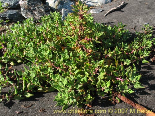 没断定的植物 sp. #1807的照片