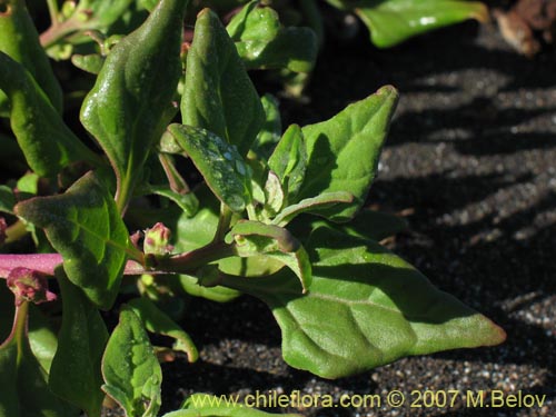 没断定的植物 sp. #1807的照片