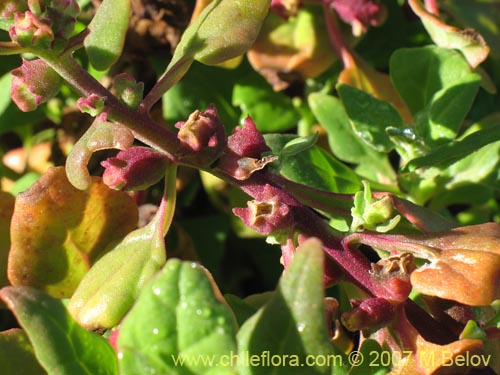 没断定的植物 sp. #1807的照片