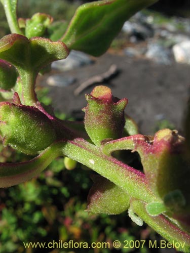 没断定的植物 sp. #1807的照片