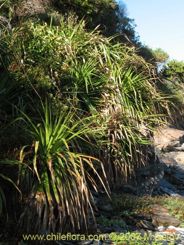 Imágen de Greigia sphacelata (). Haga un clic para aumentar parte de imágen.