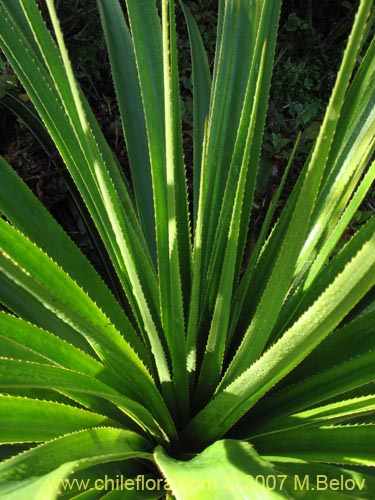 Imágen de Greigia sphacelata (). Haga un clic para aumentar parte de imágen.