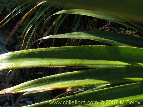 Imágen de Greigia sphacelata (). Haga un clic para aumentar parte de imágen.