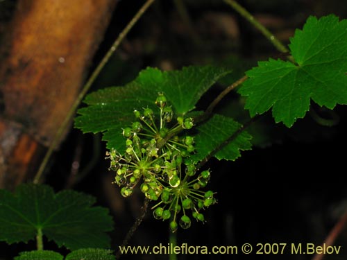 Bild von Hydrocotyle poeppigii (Tembladerilla). Klicken Sie, um den Ausschnitt zu vergrössern.