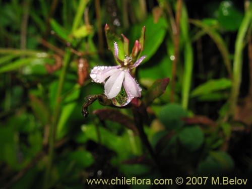 Image of Lobelia sp. #1806 (). Click to enlarge parts of image.