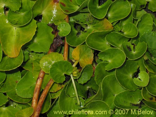 没断定的植物 sp. #1365的照片