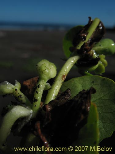 未確認の植物種 sp. #1365の写真