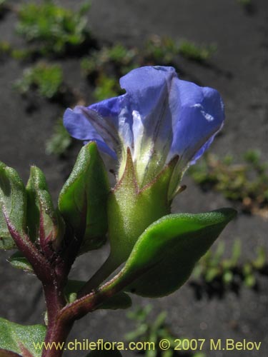 Bild von Nolana paradoxa (). Klicken Sie, um den Ausschnitt zu vergrössern.