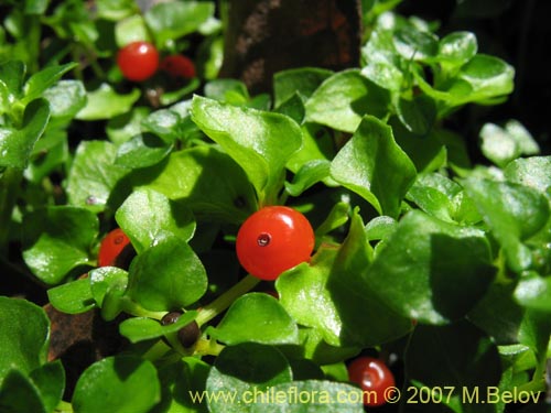 Bild von Nertera granadensis (Rucachucao / Coralito / Quelligüenchucaou). Klicken Sie, um den Ausschnitt zu vergrössern.