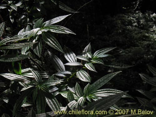 Bild von Pilea elegans (Coyanlahuén / Mellahuvilu). Klicken Sie, um den Ausschnitt zu vergrössern.