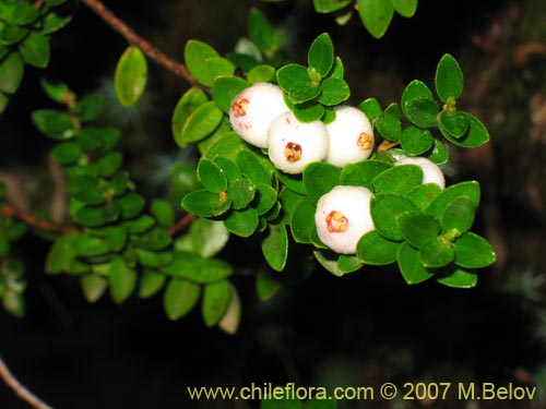 Image of Gaultheria sp. #2182 (). Click to enlarge parts of image.