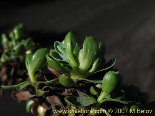 Bild von Tribeles australis (). Klicken Sie, um den Ausschnitt zu vergrössern.