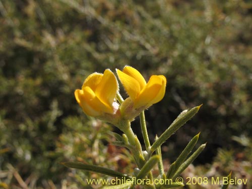 Bild von Fabaceae sp. #2275 (). Klicken Sie, um den Ausschnitt zu vergrössern.