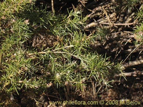 Bild von Fabaceae sp. #2275 (). Klicken Sie, um den Ausschnitt zu vergrössern.