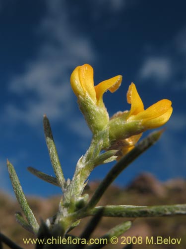 Bild von Fabaceae sp. #2275 (). Klicken Sie, um den Ausschnitt zu vergrössern.
