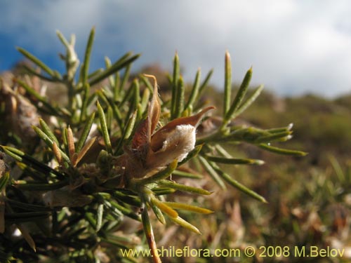 Bild von Fabaceae sp. #2275 (). Klicken Sie, um den Ausschnitt zu vergrössern.
