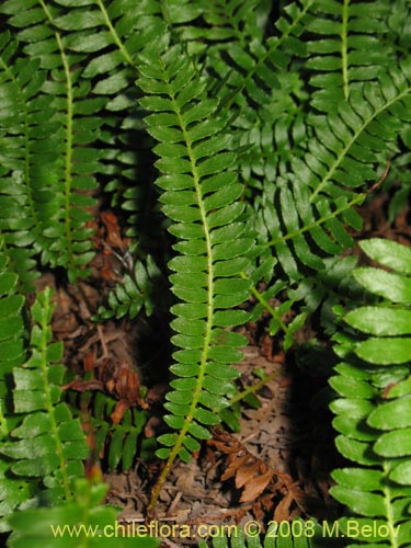 Image of Unidentified Plant sp. #1073 (). Click to enlarge parts of image.