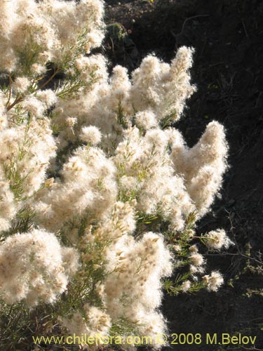 Bild von Baccharis linearis (Romerillo). Klicken Sie, um den Ausschnitt zu vergrössern.