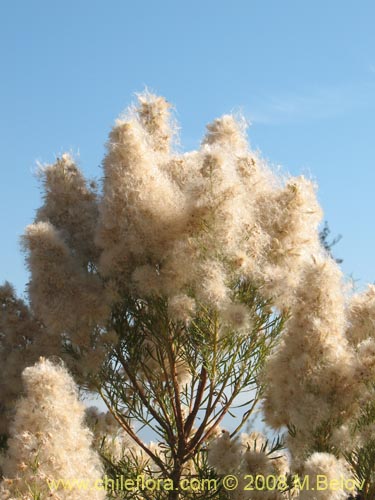 Bild von Baccharis linearis (Romerillo). Klicken Sie, um den Ausschnitt zu vergrössern.