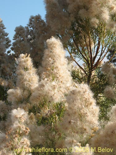 Bild von Baccharis linearis (Romerillo). Klicken Sie, um den Ausschnitt zu vergrössern.