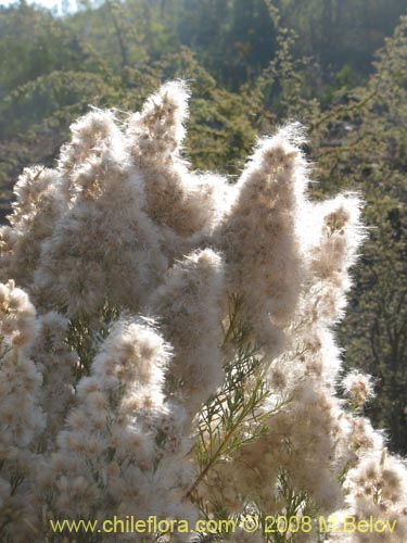 Bild von Baccharis linearis (Romerillo). Klicken Sie, um den Ausschnitt zu vergrössern.