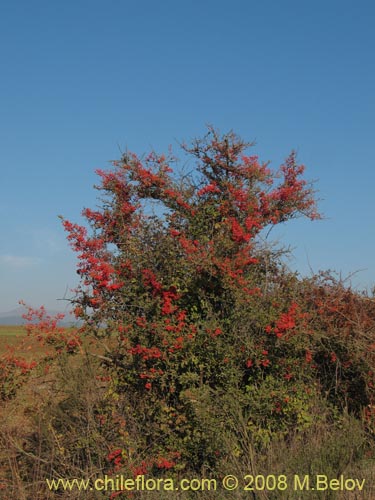 Image of Crataegus monogyna (Crategus / Peumo alemán / Peumo extranjero). Click to enlarge parts of image.
