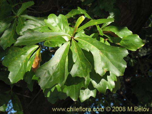 Image of Quercus nigra (Roble negro / Roble americano / Roble del agua). Click to enlarge parts of image.
