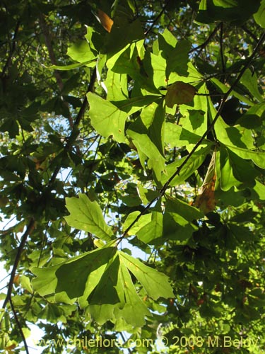 Image of Quercus nigra (Roble negro / Roble americano / Roble del agua). Click to enlarge parts of image.