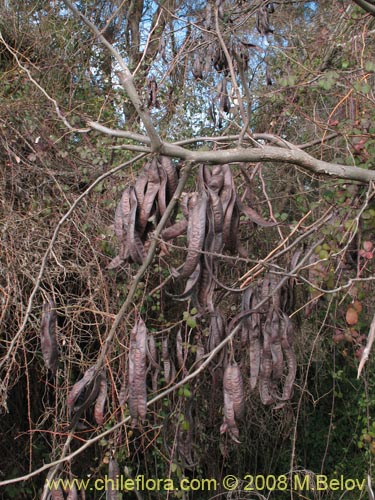 Image of Fabaceae sp. #1035 (Chupapoto). Click to enlarge parts of image.