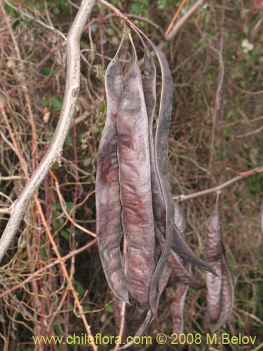 Image of Fabaceae sp. #1035 (Chupapoto). Click to enlarge parts of image.