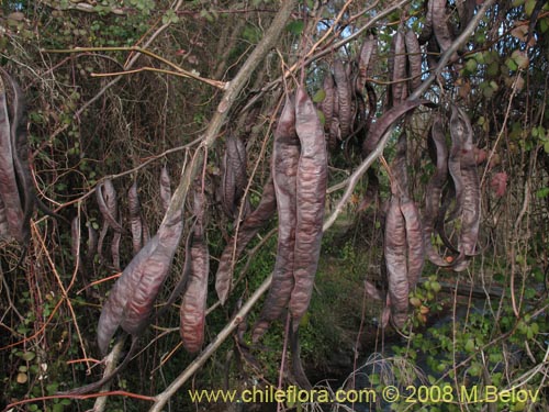 Image of Fabaceae sp. #1035 (Chupapoto). Click to enlarge parts of image.