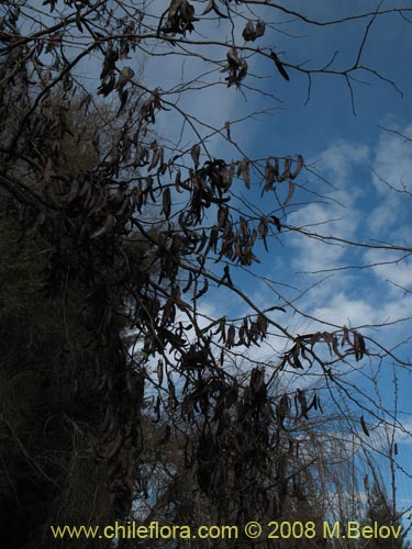 Image of Fabaceae sp. #1035 (Chupapoto). Click to enlarge parts of image.