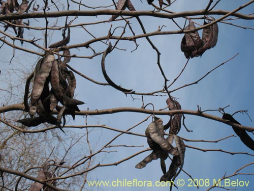 Bild von Fabaceae sp. #1035 (Chupapoto). Klicken Sie, um den Ausschnitt zu vergrössern.