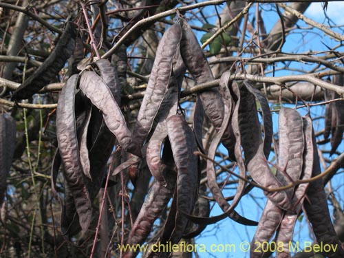 Bild von Fabaceae sp. #1035 (Chupapoto). Klicken Sie, um den Ausschnitt zu vergrössern.