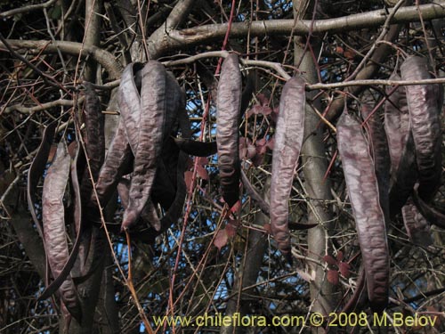 Image of Fabaceae sp. #1035 (Chupapoto). Click to enlarge parts of image.