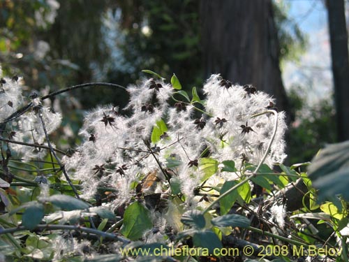 Image of Clematis sp. #1036 (). Click to enlarge parts of image.