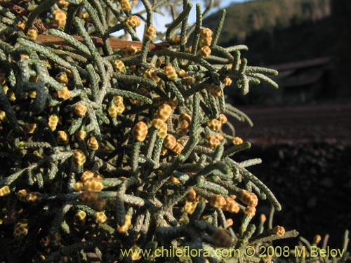 Cupressus sempervirens的照片