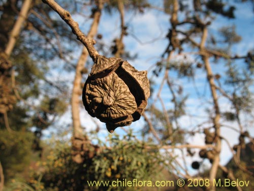 Cupressus sempervirens的照片
