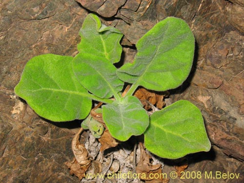 Imágen de Nicotiana solanifolia (Tabaco cimarrón). Haga un clic para aumentar parte de imágen.